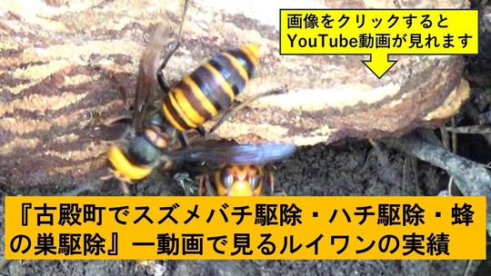 古殿町でのハチ駆除の実績動画