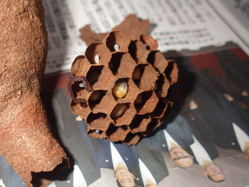 コガタスズメバチの６月上旬の巣（郡山市）