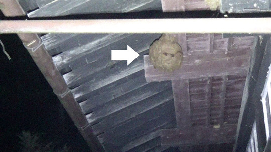 田村市でスズメバチ駆除