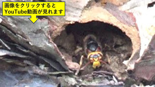 福島市でマツの樹洞のモンスズメバチの巣