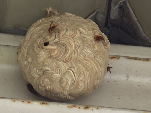 高所の軒下にあったスズメバチの巣（小野町）