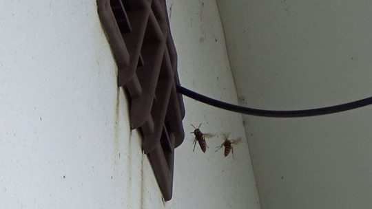 鏡石町でスズメバチ駆除の現場