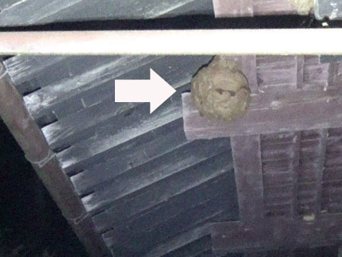 スズメバチ駆除の現場（田村市）