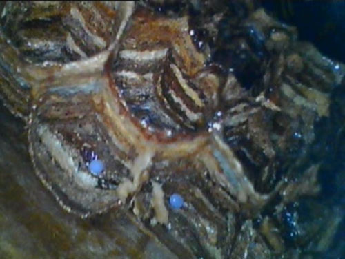 スズメバチの駆除をファイバースコープで確認（郡山市）