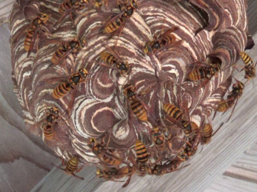 キイロスズメバチの巣を刺激した時（小野町）