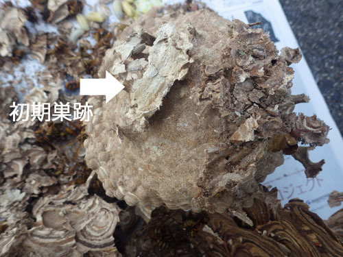 スズメバチの女王蜂が作った初期巣跡（三春町）