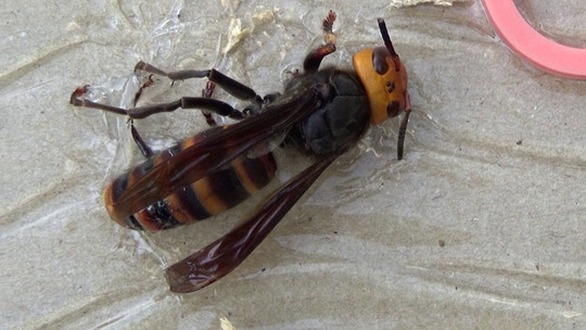 粘着板で捕虫した女王蜂（郡山市）