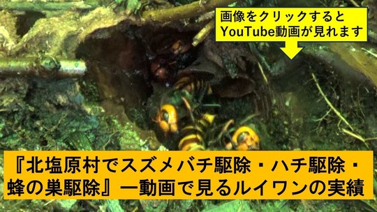 北塩原村でのハチ駆除の実績動画