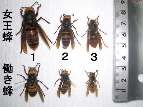 スズメバチで警戒すべき種類