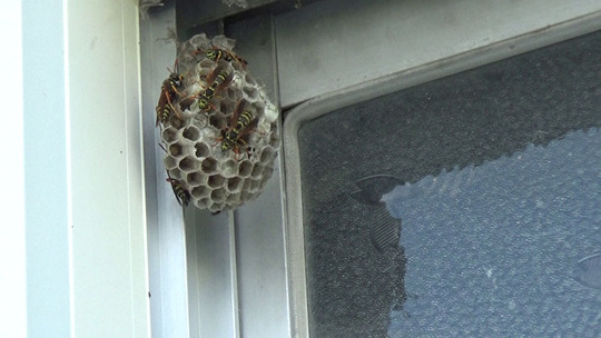 猪苗代町でハチ駆除の現場