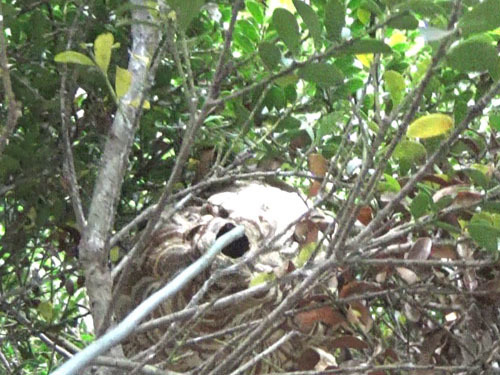 コガタスズメバチの駆除作業（伊達市）