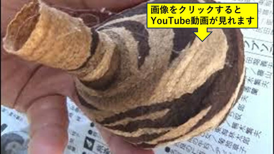 須賀川市で軒下のコガタスズメバチの初期巣