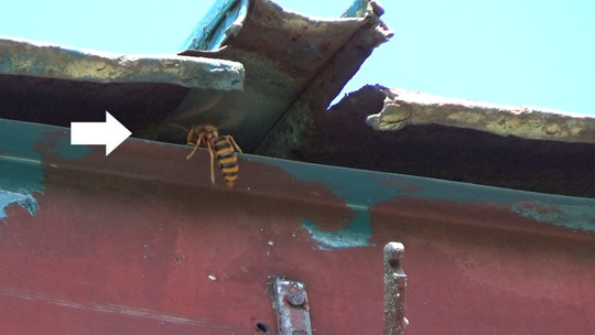 矢吹町でスズメバチ駆除