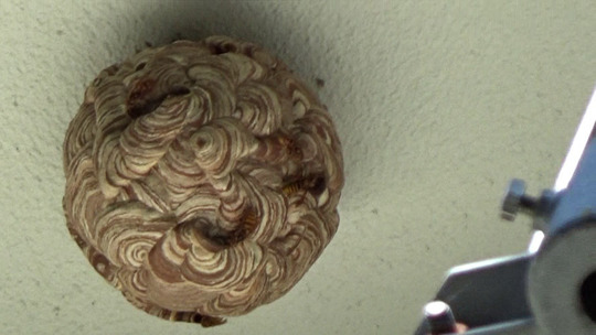 軒下のキイロスズメバチの引っ越し巣