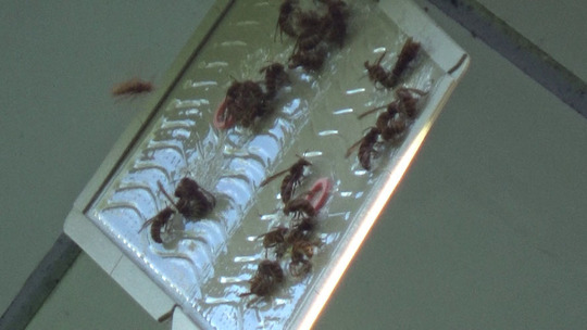 巣跡に戻るスズメバチ対策（須賀川市）