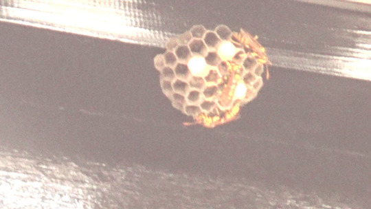 須賀川市で２階の軒下に作ったキアシナガバチの巣