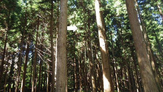 泉崎村でスズメバチ駆除の現場