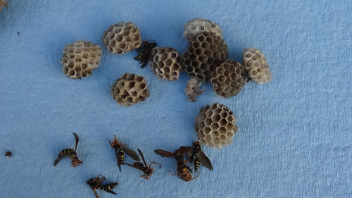 換気口の周辺に作った今年のアシナガバチの巣（石川町）