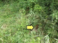 オオスズメバチの巣は土の中に