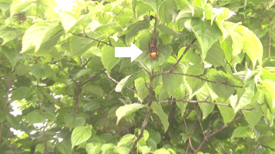 コガタスズメバチが庭木の葉の表面を舐めていた現場