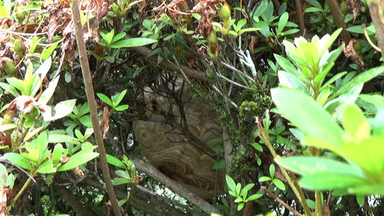 生垣に作ったキイロスズメバチの巣