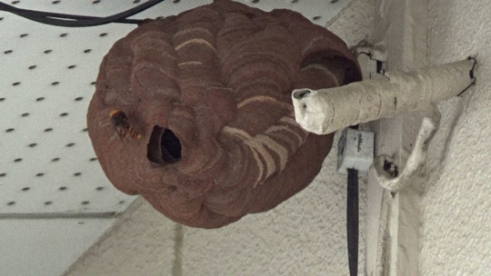 スズメバチ駆除-郡山市で軒下のスズメバチの巣駆除