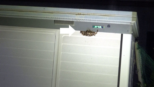 軒下のアシナガバチの巣駆除の現場