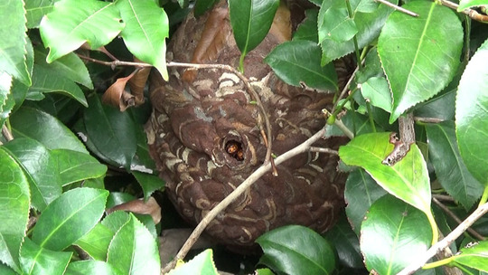 庭木に作ったコガタスズメバチの巣