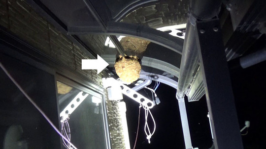 スズメバチ駆除の現場（鏡石町）