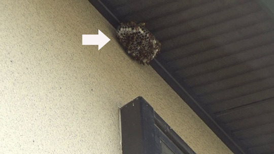 伊達市でハチ駆除