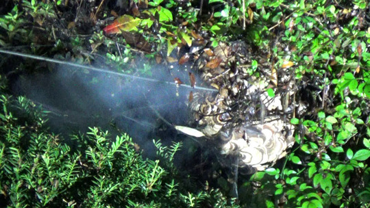 コガタスズメバチの巣に殺虫剤注入（郡山市）