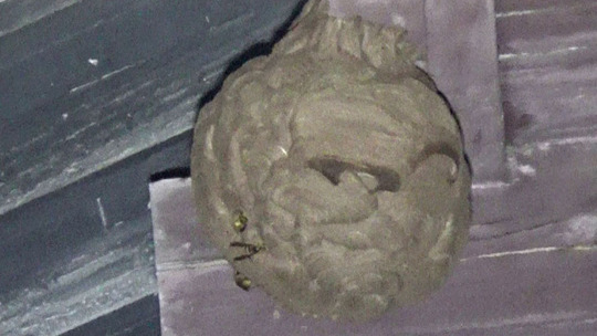 キイロスズメバチの巣（田村市）