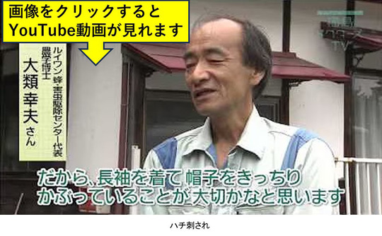福島ドクターズでスズメバチの生態を密着取材