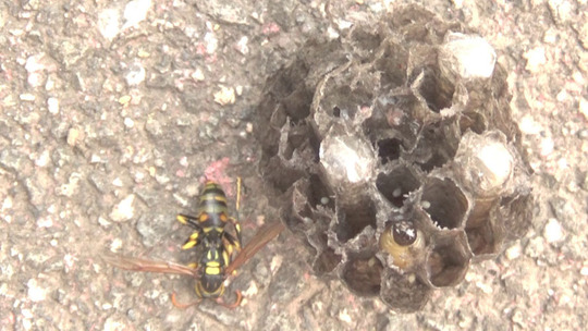 須賀川市で２階の軒下に作った撤去したアシナガバチの巣