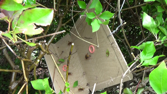 白河市でスズメバチ駆除-巣に戻るスズメバチ対策