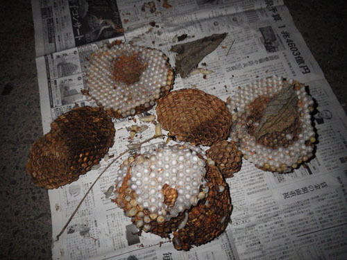 撤去したスズメバチの巣（郡山市）
