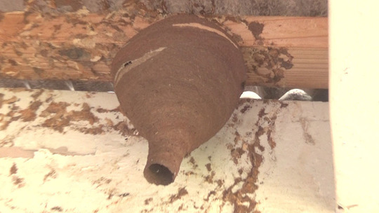 ベランダの天井に営巣中の逆とっくり型の巣