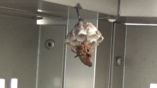 ハチ駆除-郡山市でベランダのアシナガバチの巣