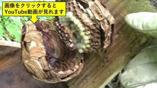 巣箱に作ったキイロスズメバチの巣