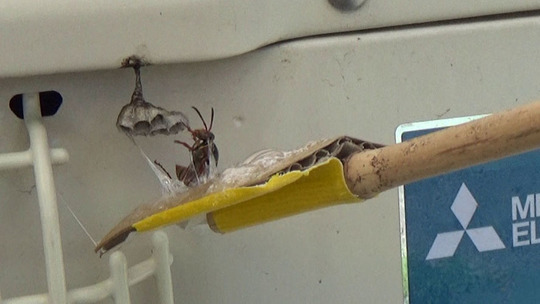 新駆除法でアシナガバチの女王蜂を捕虫