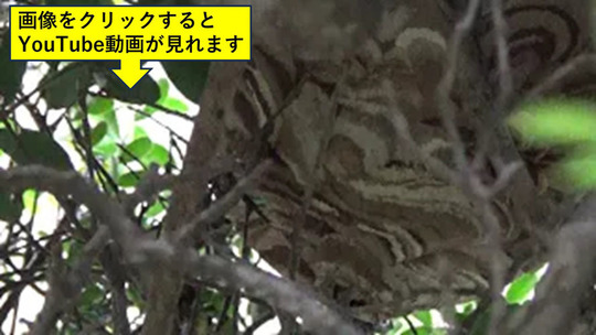 生垣の中のスズメバチの巣