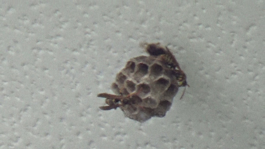 ハチ駆除-泉崎村で２階の軒下に作っていたアシナガバチの巣概況