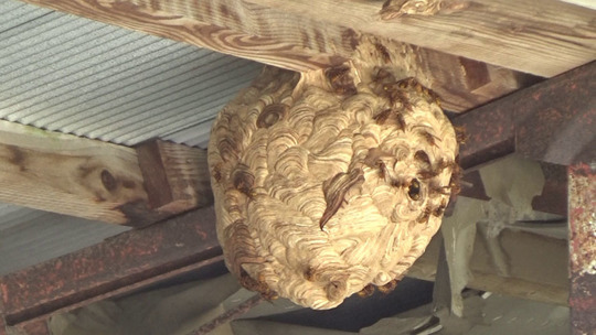 軒下に作ったキイロスズメバチの巣