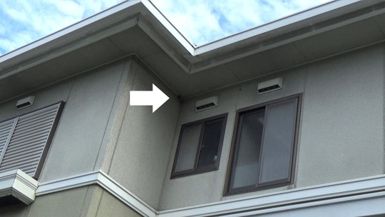 ヒメスズメバチが襲っていたアシナガバチの巣駆除の現場