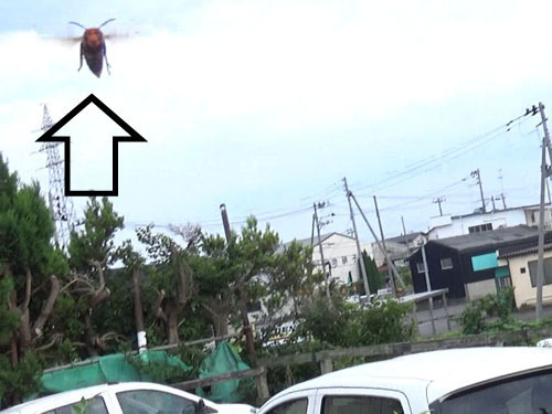 警告してきたコガタスズメバチ（郡山市）