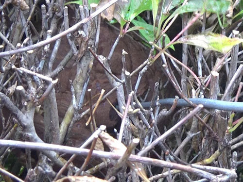 キイロスズメバチの巣に殺虫剤注入（天栄村）