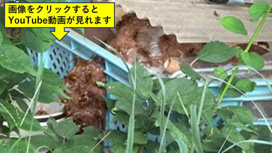 二本松市でひょうたんの中に作ったキイロスズメバチの巣