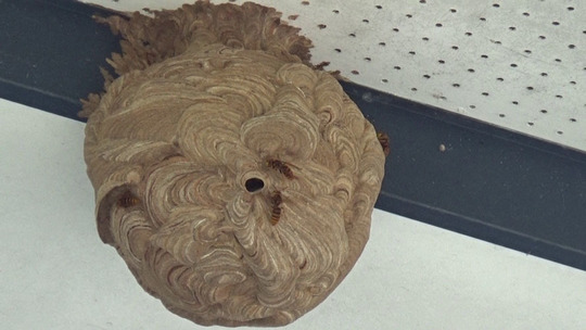 キイロスズメバチの引っ越し巣