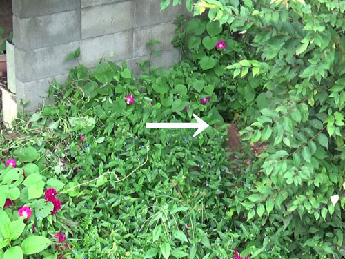 オオスズメバチが出入りする場所（郡山市）