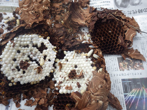 撤去したスズメバチの巣（郡山市）